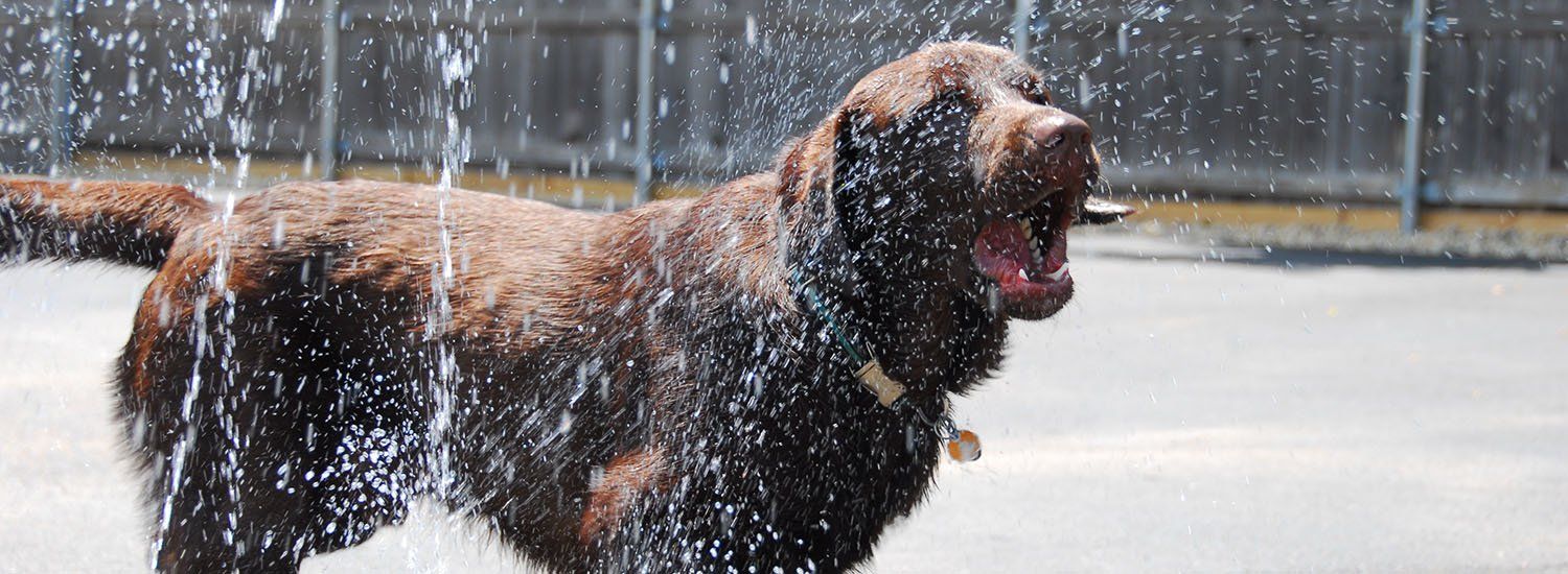 Elmhurst, IL Dog Day Care & Boarding Services Top Dog