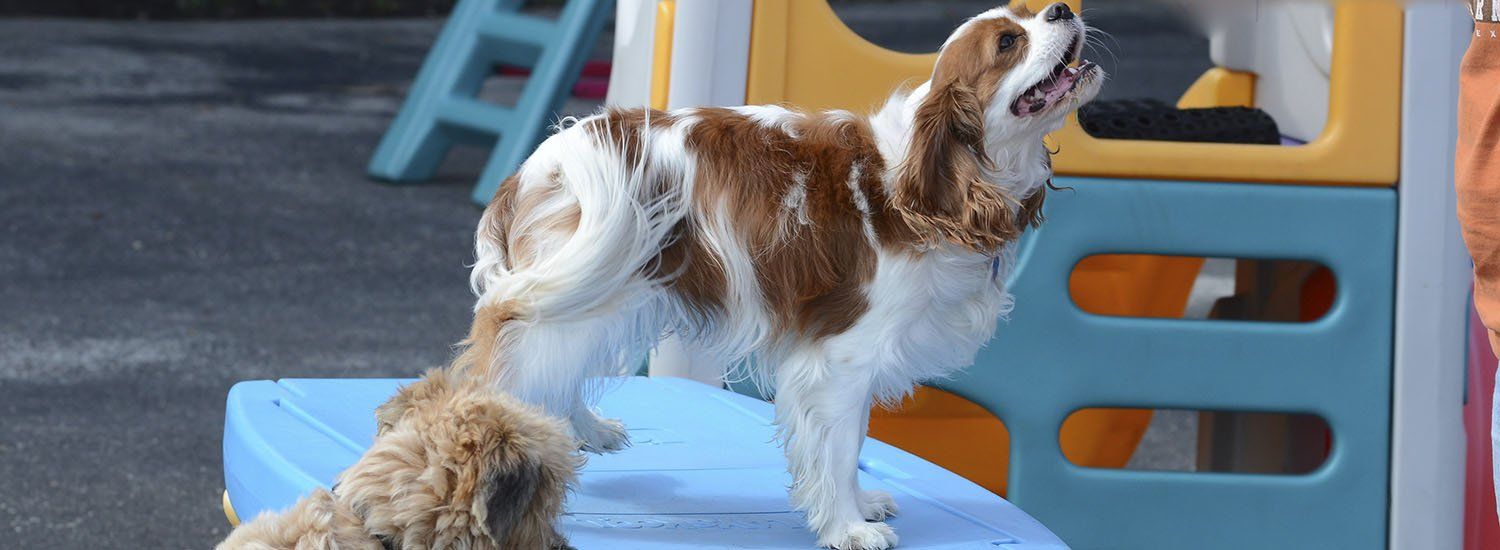 Elmhurst, IL Dog Day Care & Boarding Services Top Dog