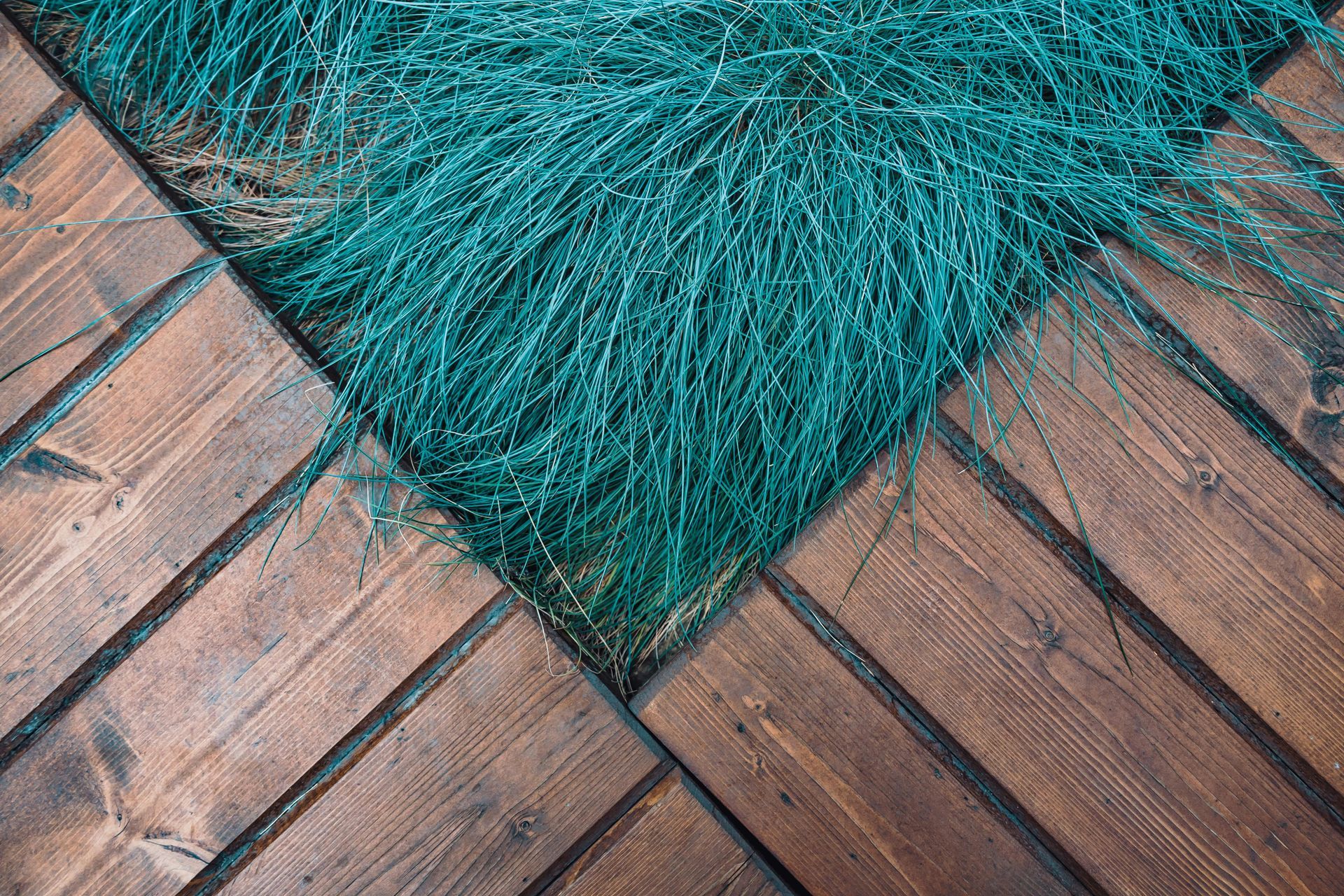 Turquoise ornamental grass growing between diagonal wooden planks.