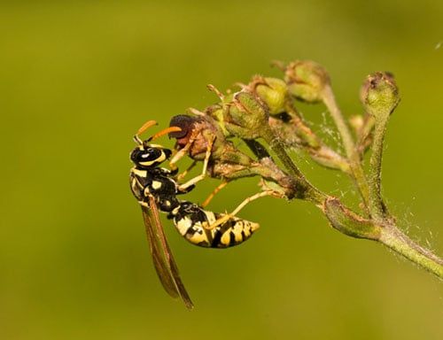 Bees & Wasps