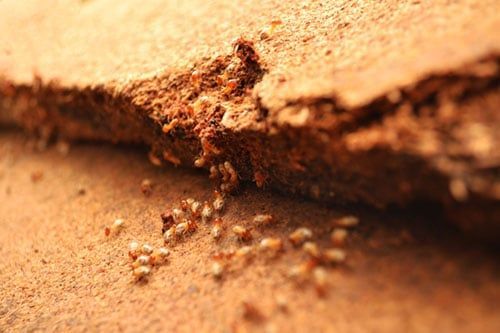 Termites