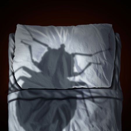Bed Bugs