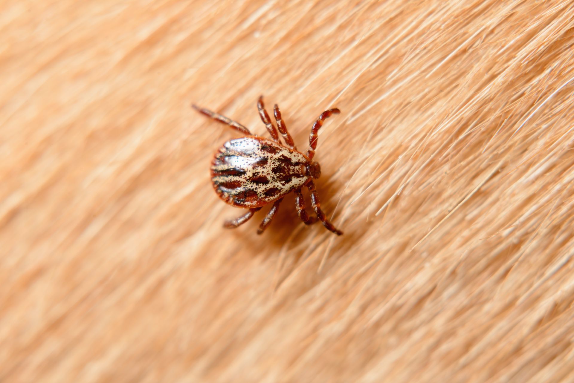 Close-up of a tick on human skin