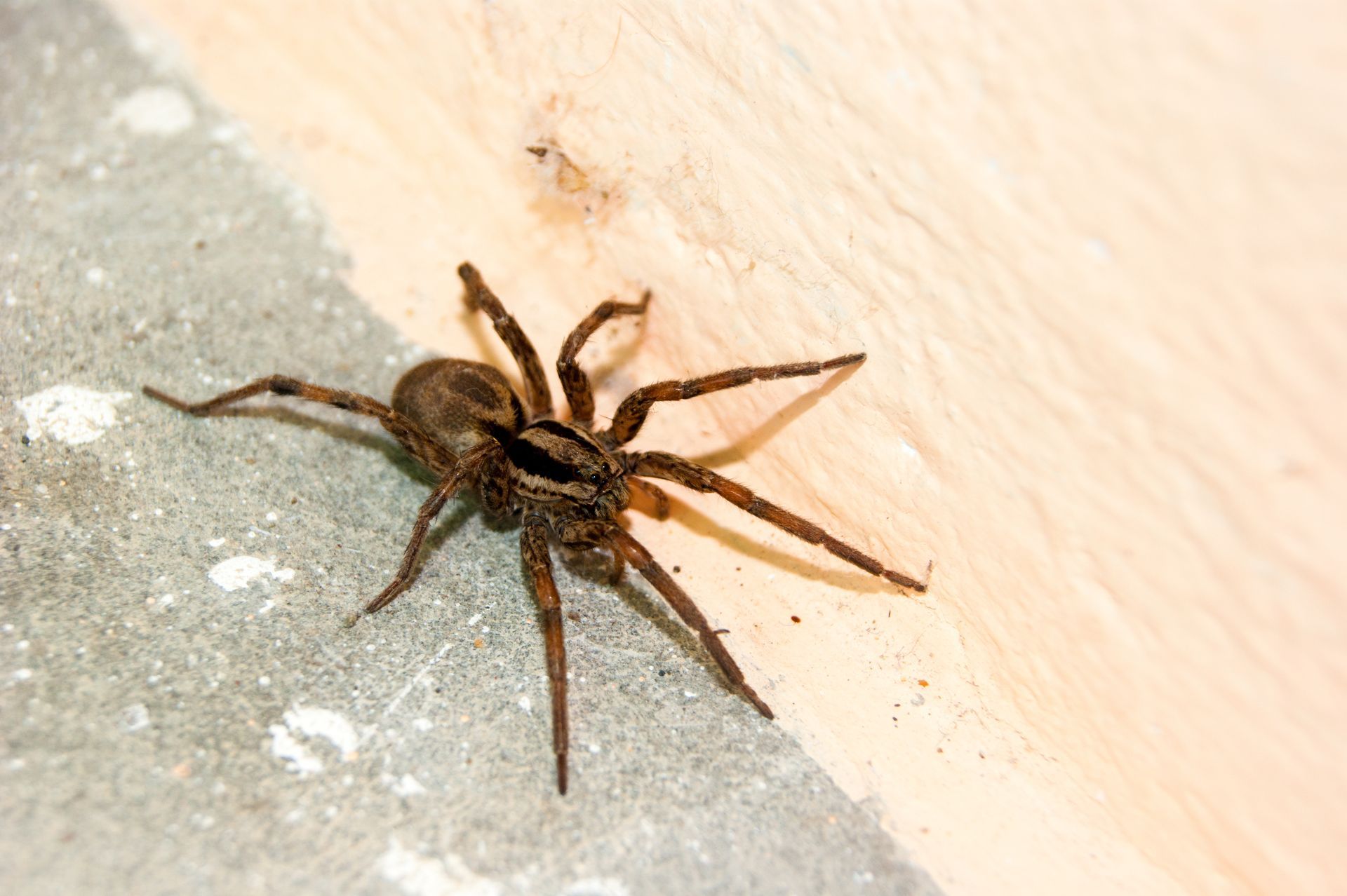 Brown spider on a wall corner, legs spread out on a light surface