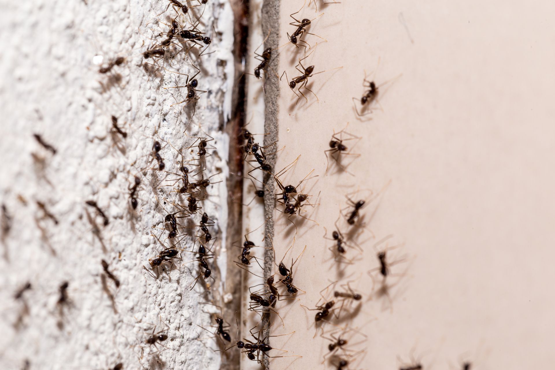 Ants crawling along a cracked wall seam on a pale surface