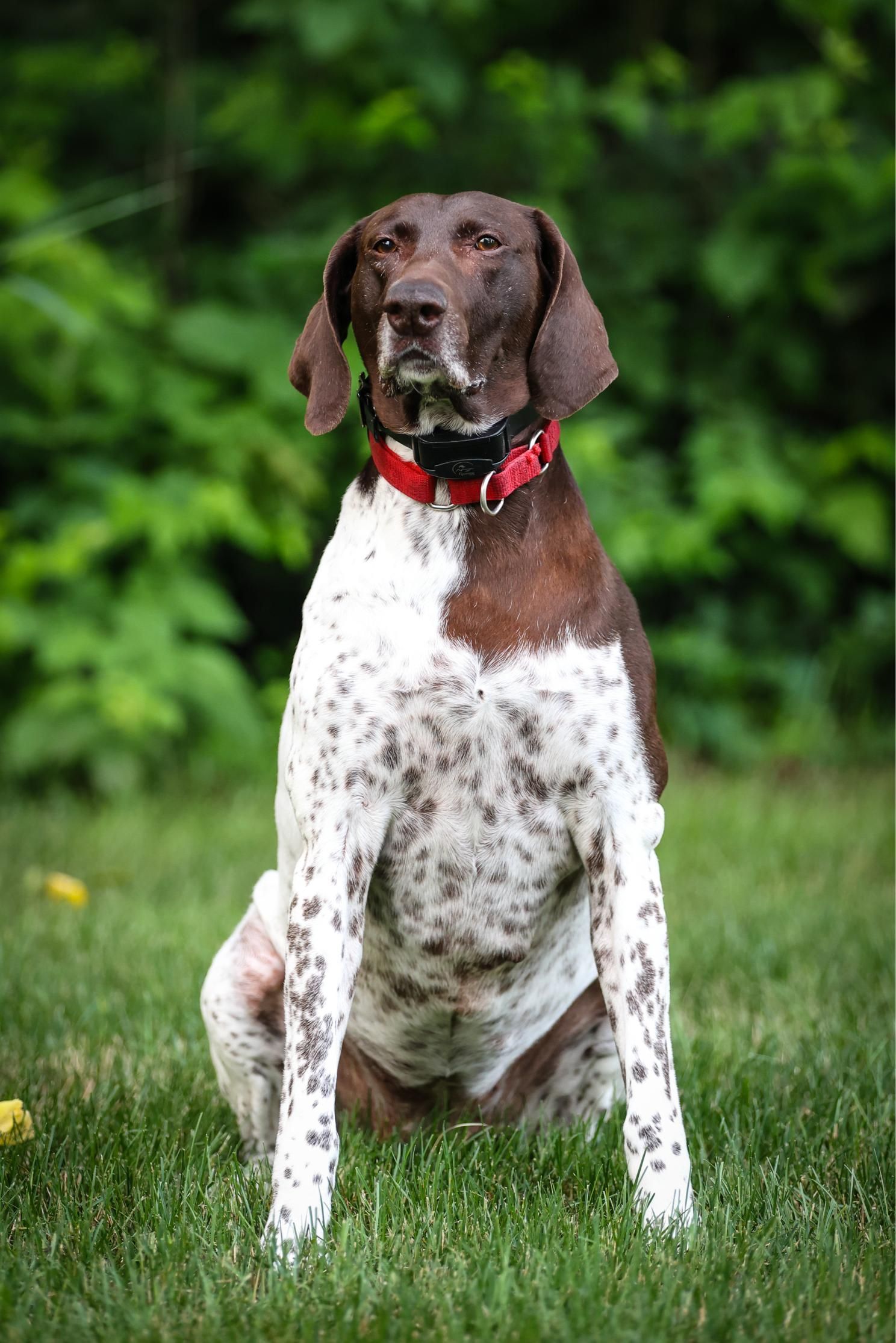 A brown and white dog with a red collar is sitting in the grass.