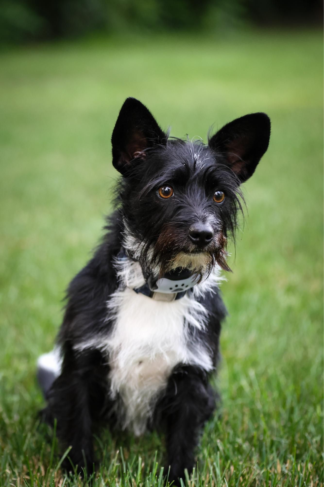 A black and white dog is sitting in the grass and looking at the camera.