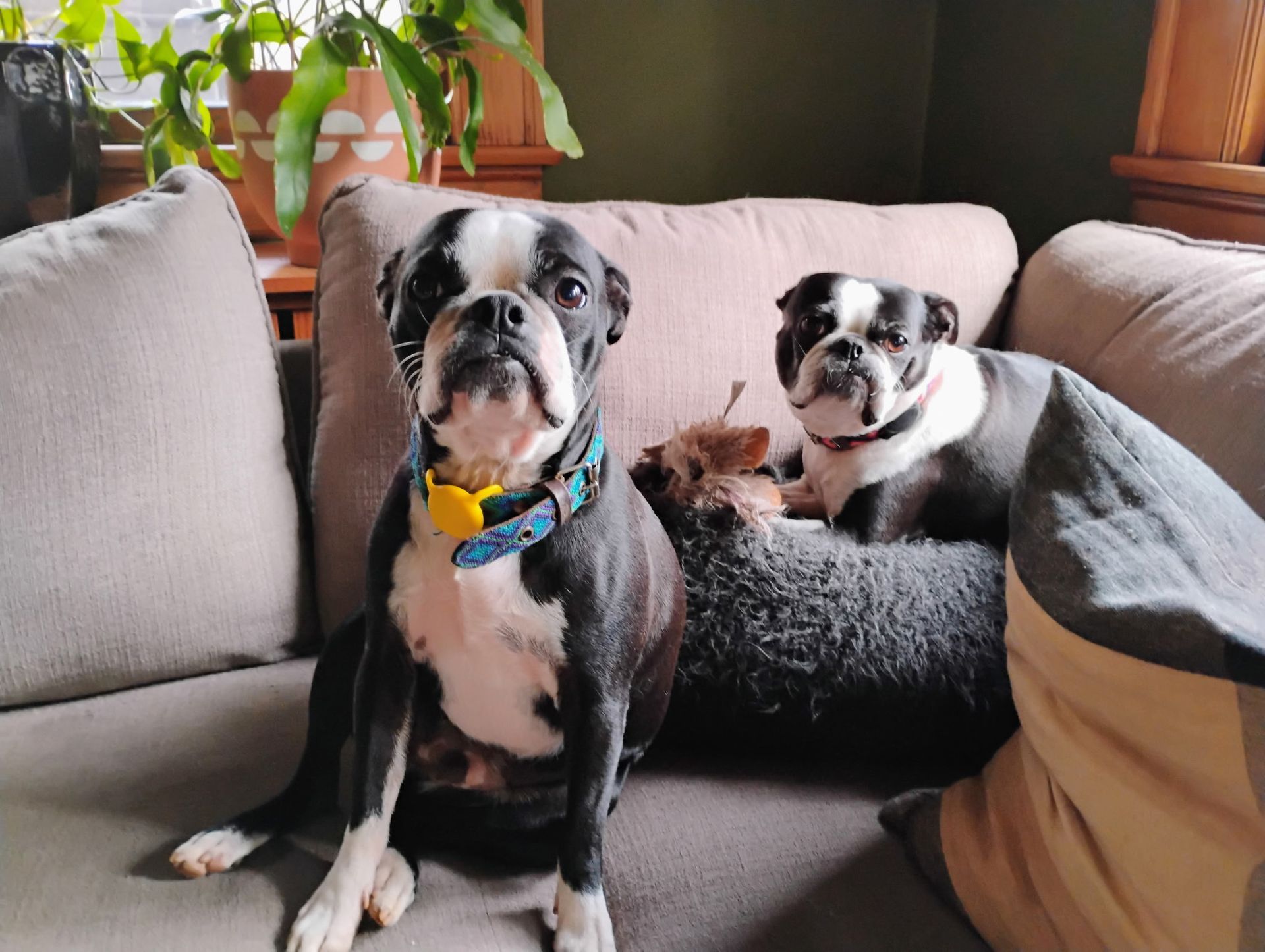 Two boston terriers are sitting on a couch