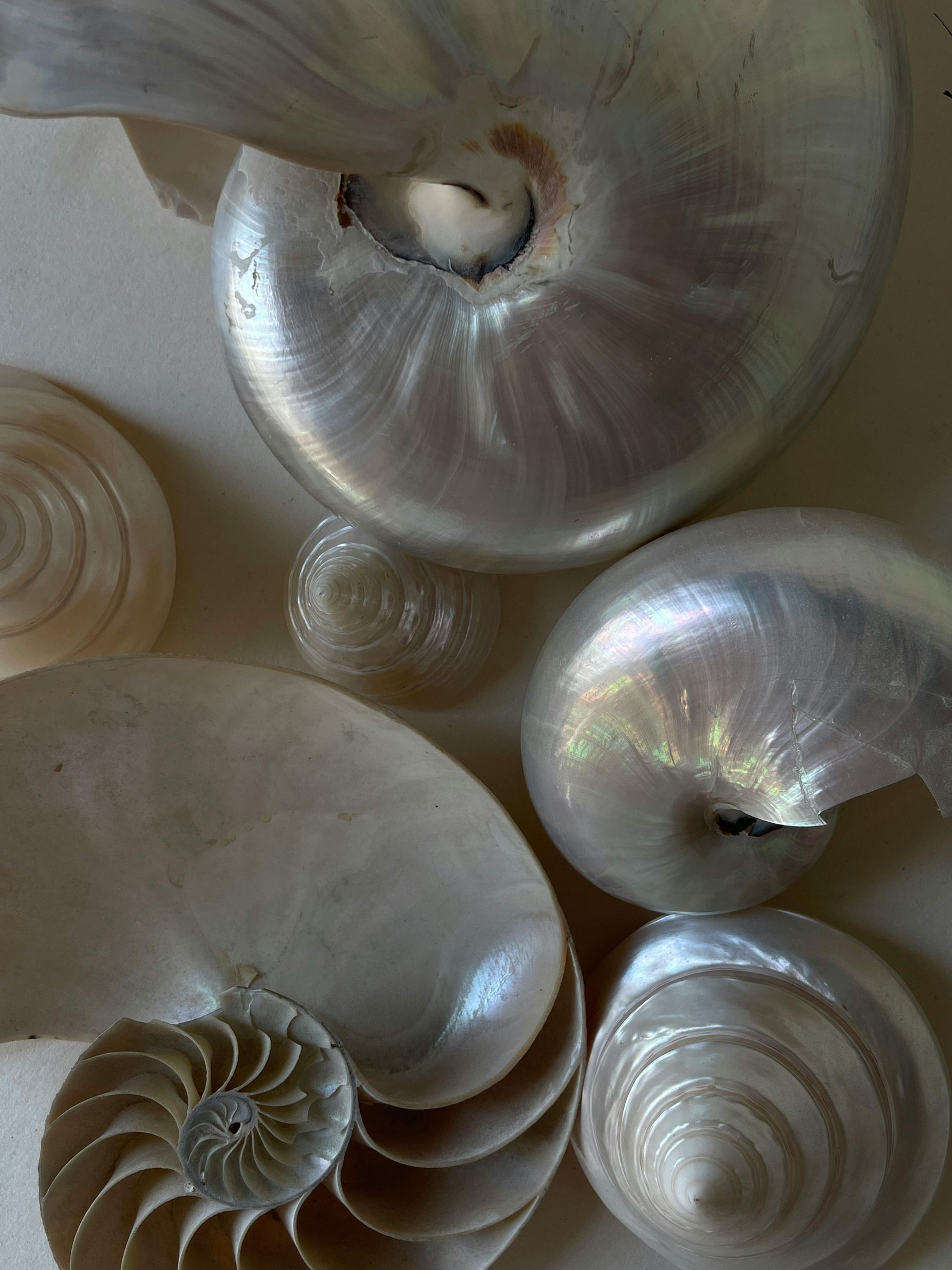 A group of sea shells are sitting on a table.
