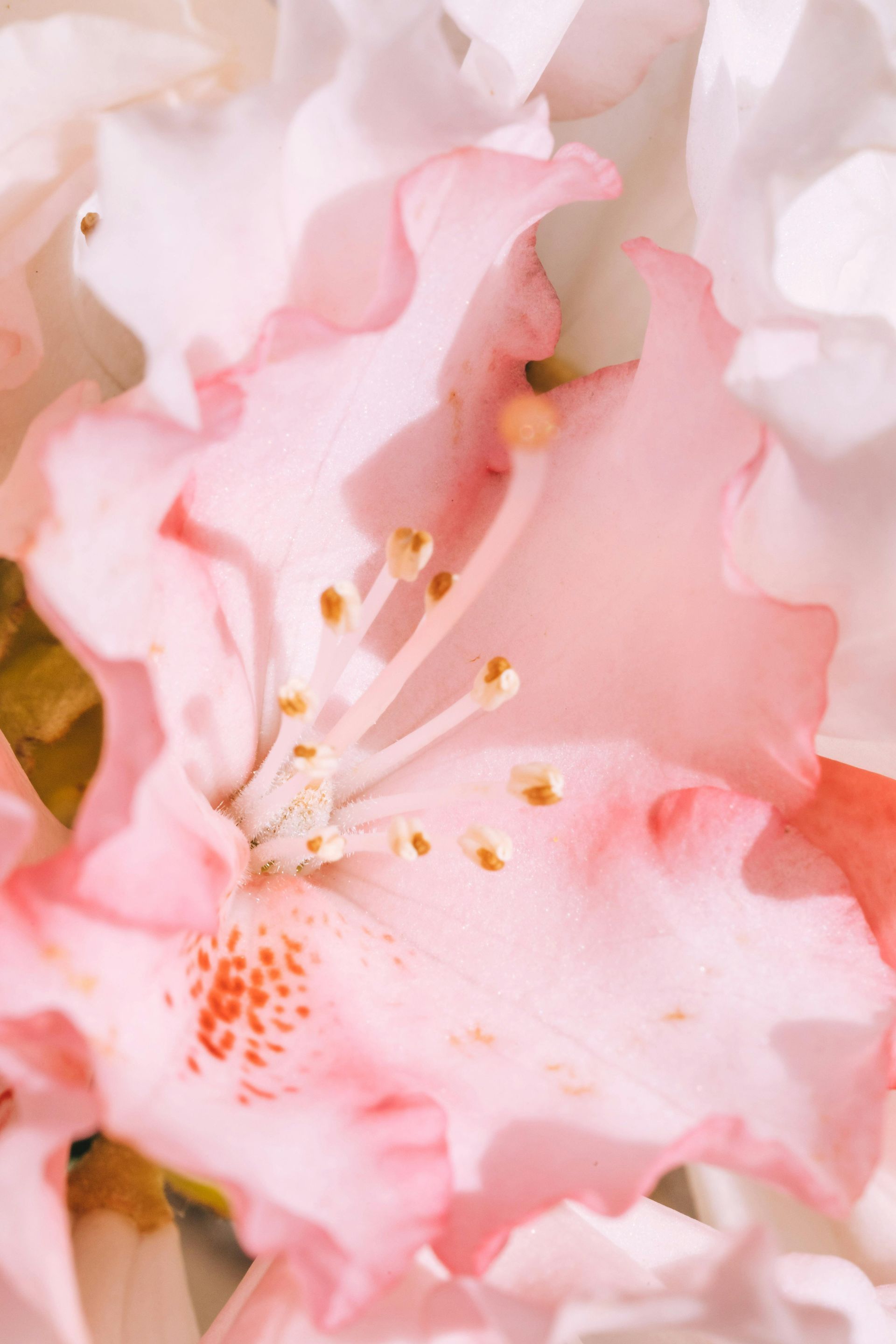 A close up of a pink and white flower with a yellow center.