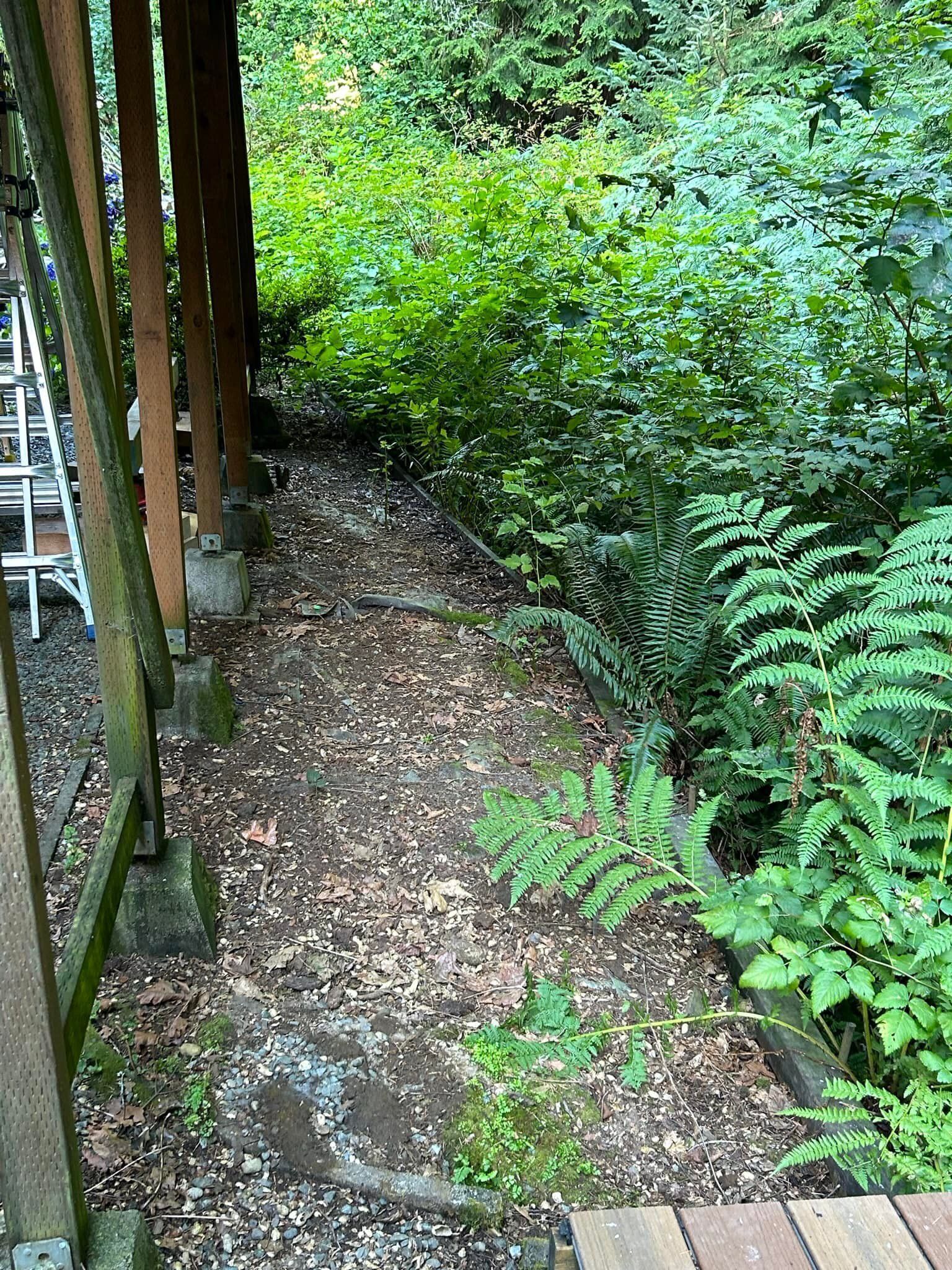 Narrow dirt path beside a wooden fence, lined with green ferns and dense foliage