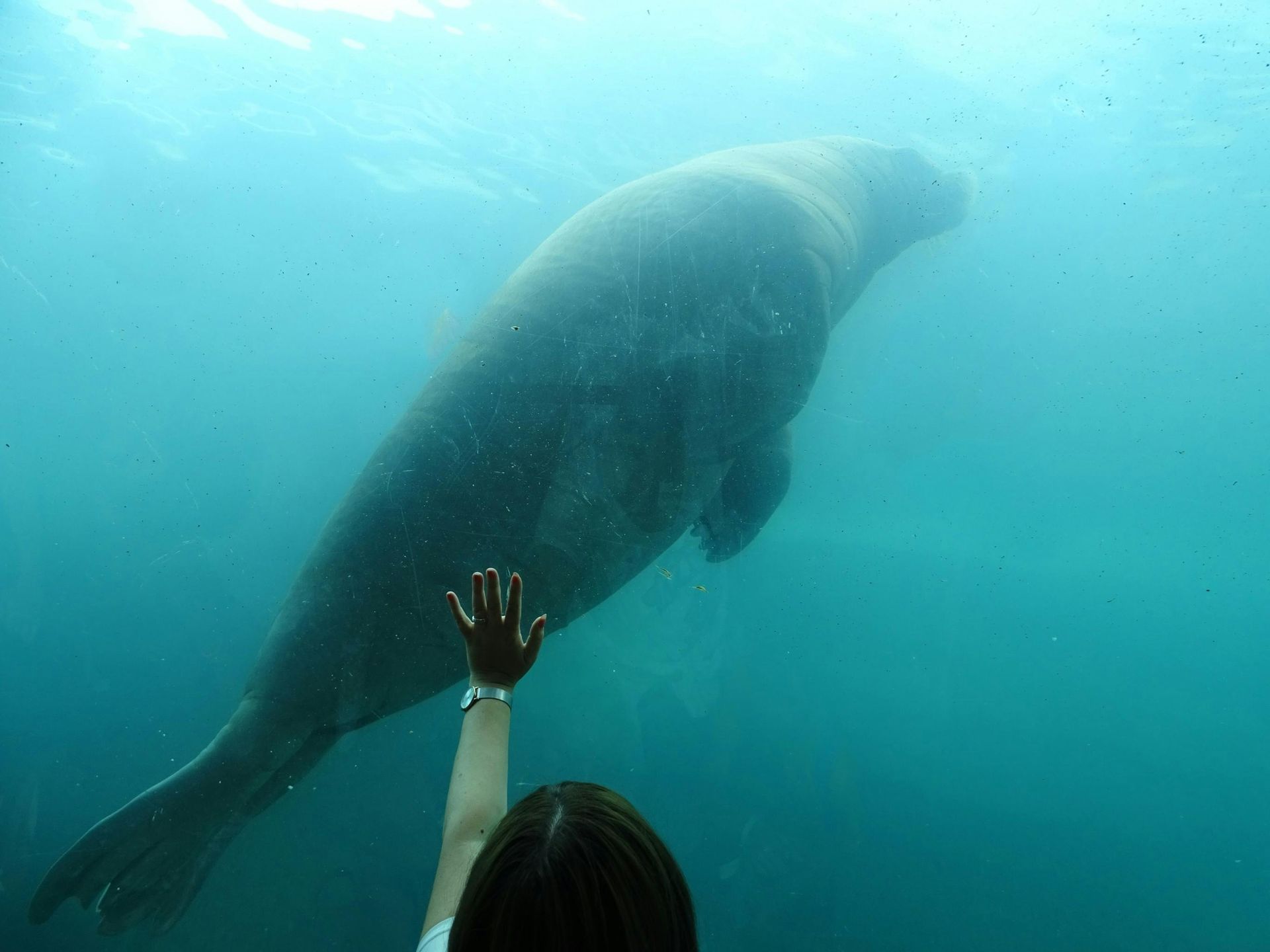 A woman is reaching out to touch a seal in the ocean.