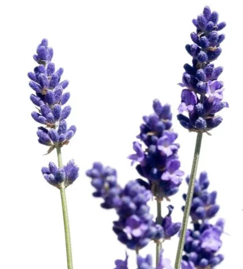 NEOLO Intimöl, Intimpflege, trockene Scheide, Scheidentrockenheit, Scheidenatrophie, Scheidenpilz, Scheideninfekt, bakterielle vaginose, Gardnerella, Lichen Sclerosus, Juckreiz, Brennen, Harnwegsentzündung, Reizblase, Blasenentzündung, Dammmassage, Menstruationsbeschwerden, Dammöl