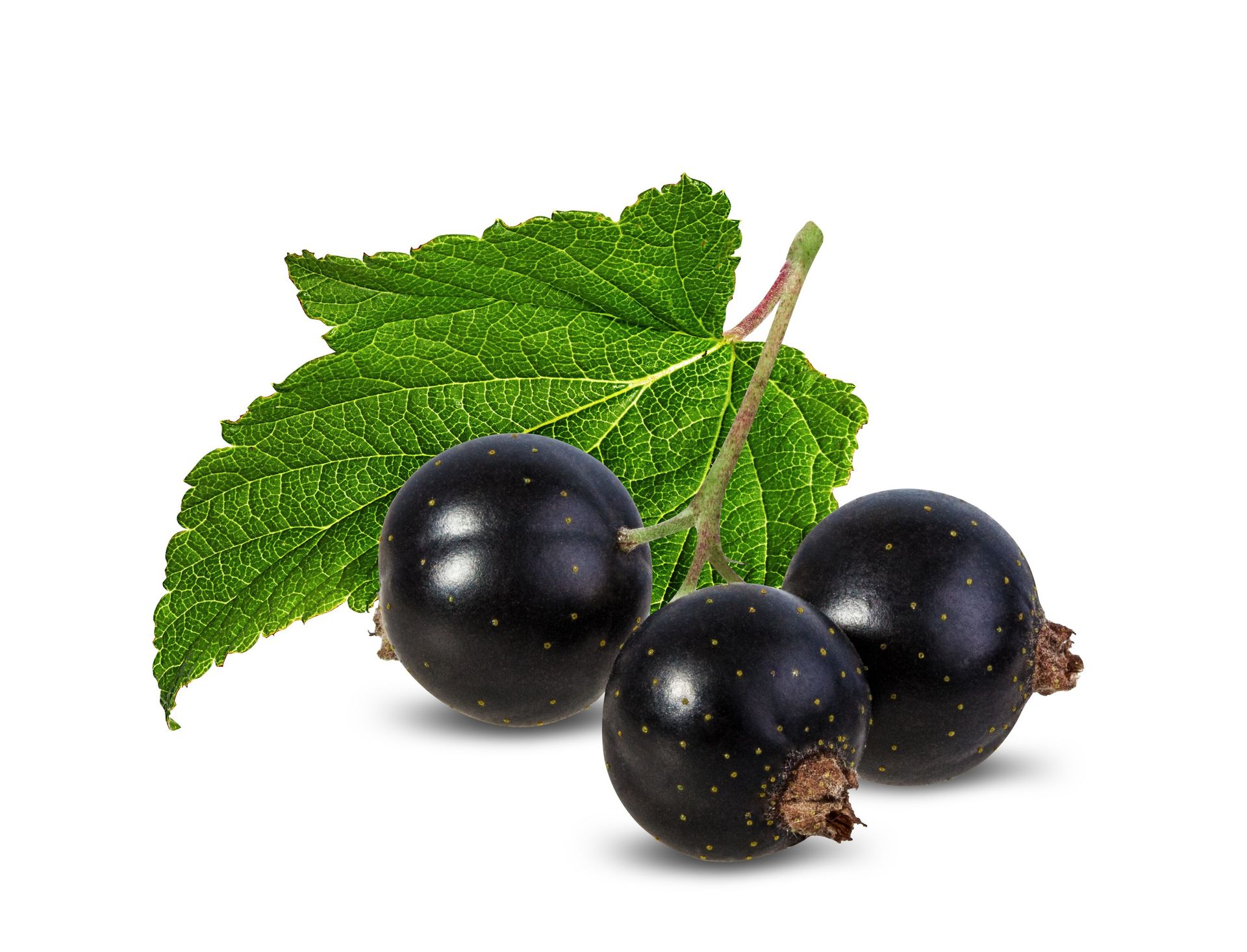 NEOLO Intimöl, Intimpflege, trockene Scheide, Scheidentrockenheit, Scheidenatrophie, Scheidenpilz, Scheideninfekt, bakterielle vaginose, Gardnerella, Lichen Sclerosus, Juckreiz, Brennen, Harnwegsentzündung, Reizblase, Blasenentzündung, Dammmassage, Menstruationsbeschwerden, Dammöl