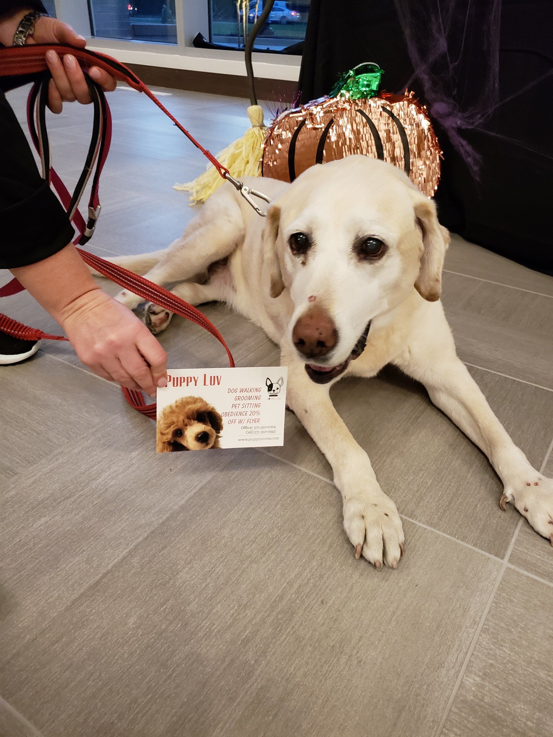 Puppy Luv Pet Services