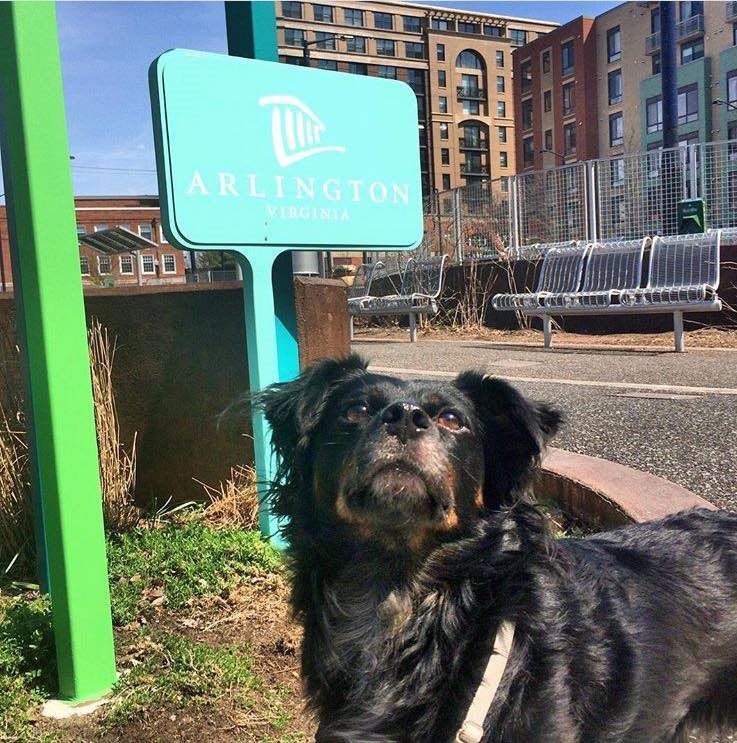 Puppy Luv Pet Services