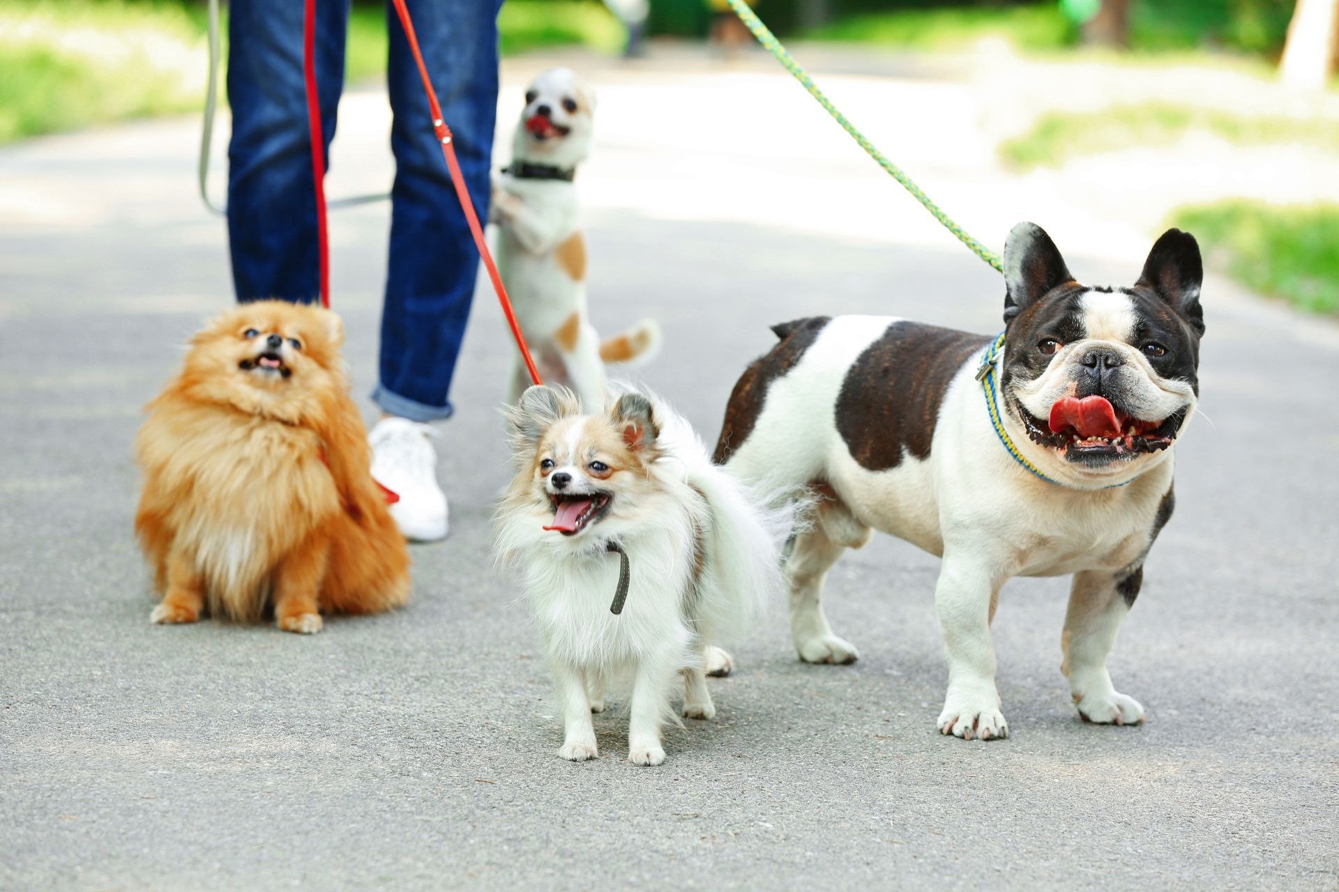 Professional dog walker Arlington VA