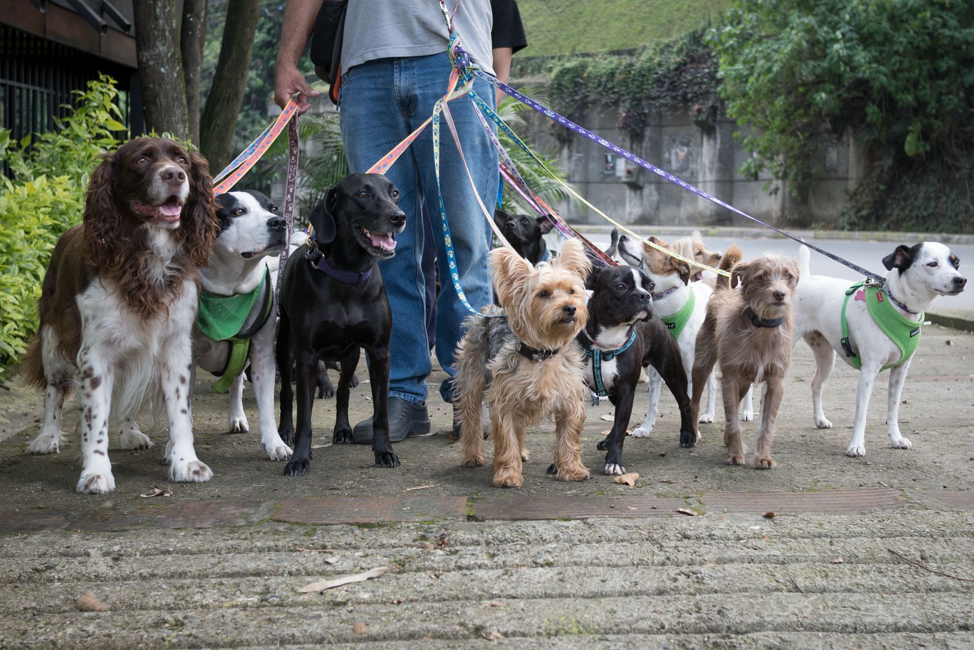 Puppy Luv dog walking service Washington DC
