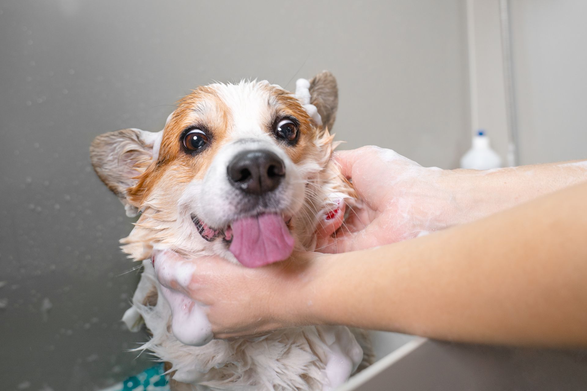 Professional dog groomer bathing a dog Tysons VA