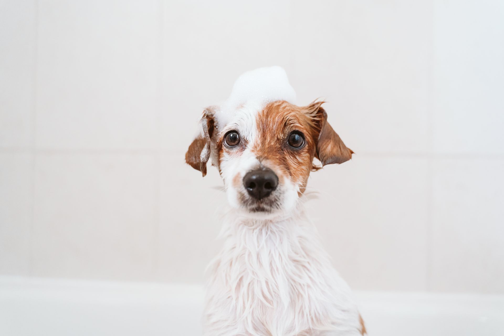 Professional dog groomer bathing a dog Washington DC