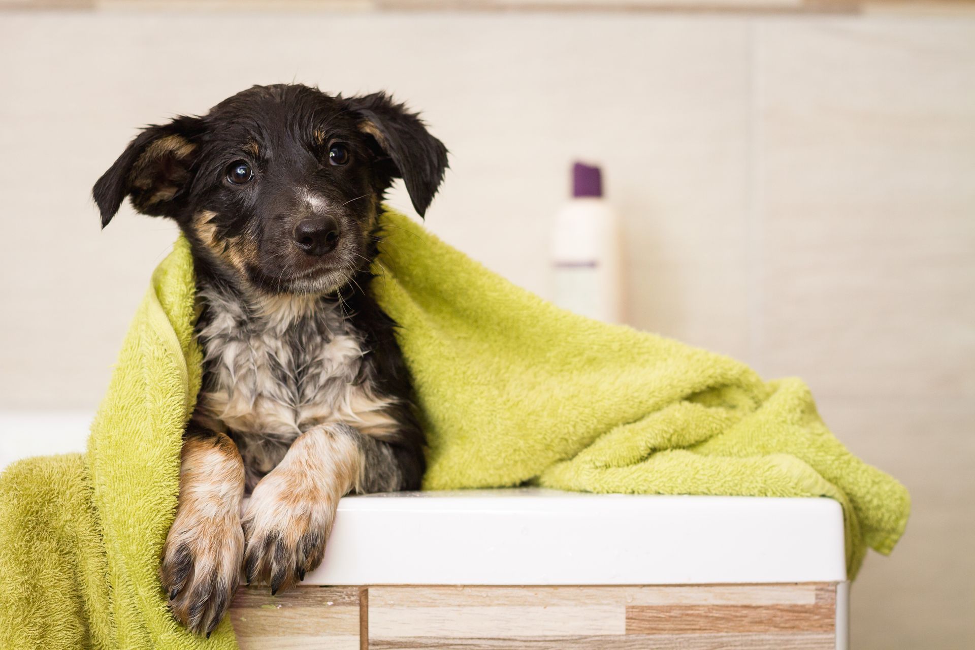 Professional dog groomer bathing a dog Fairfax VA