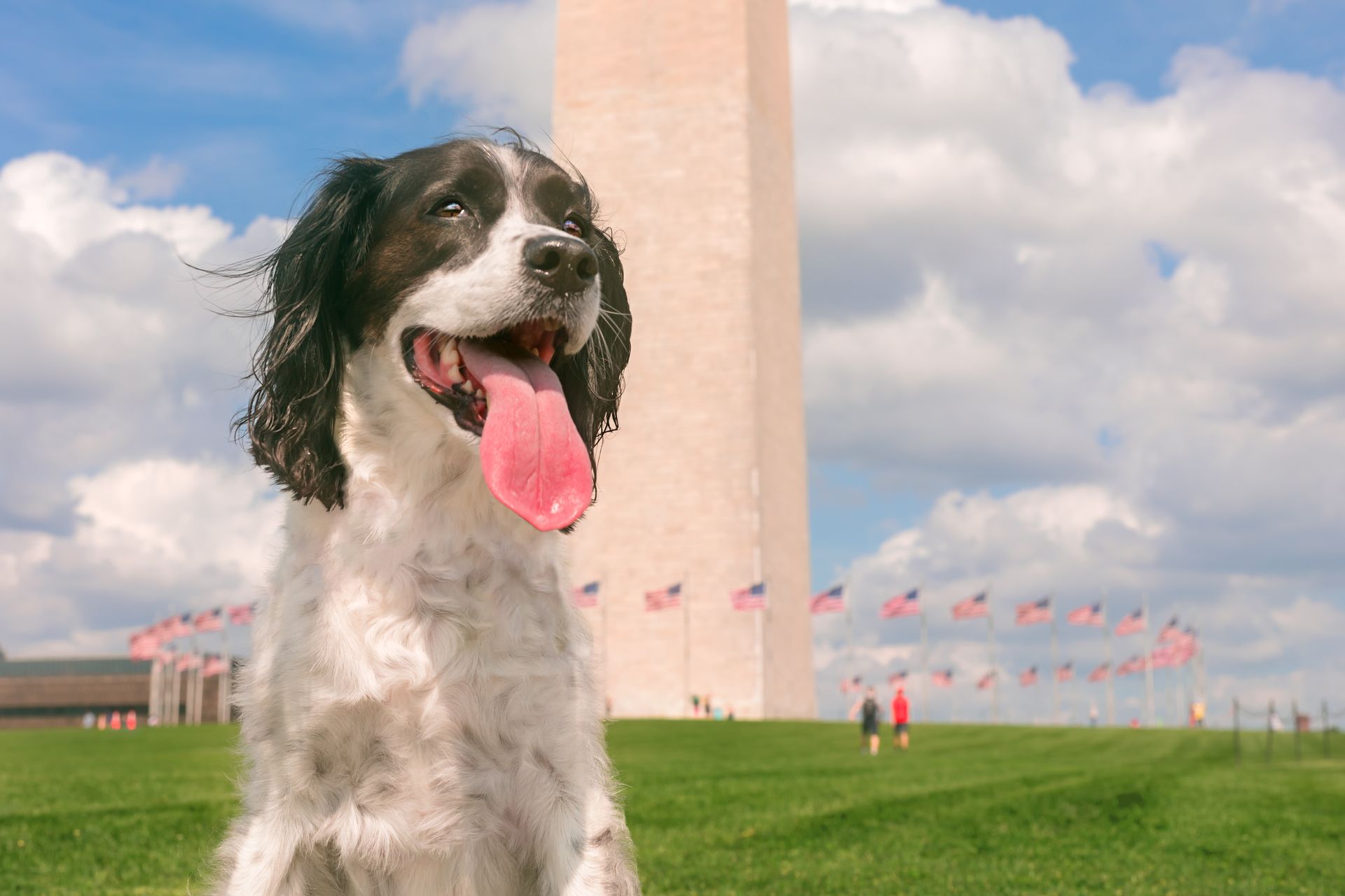 Professional dog walker Washington DC