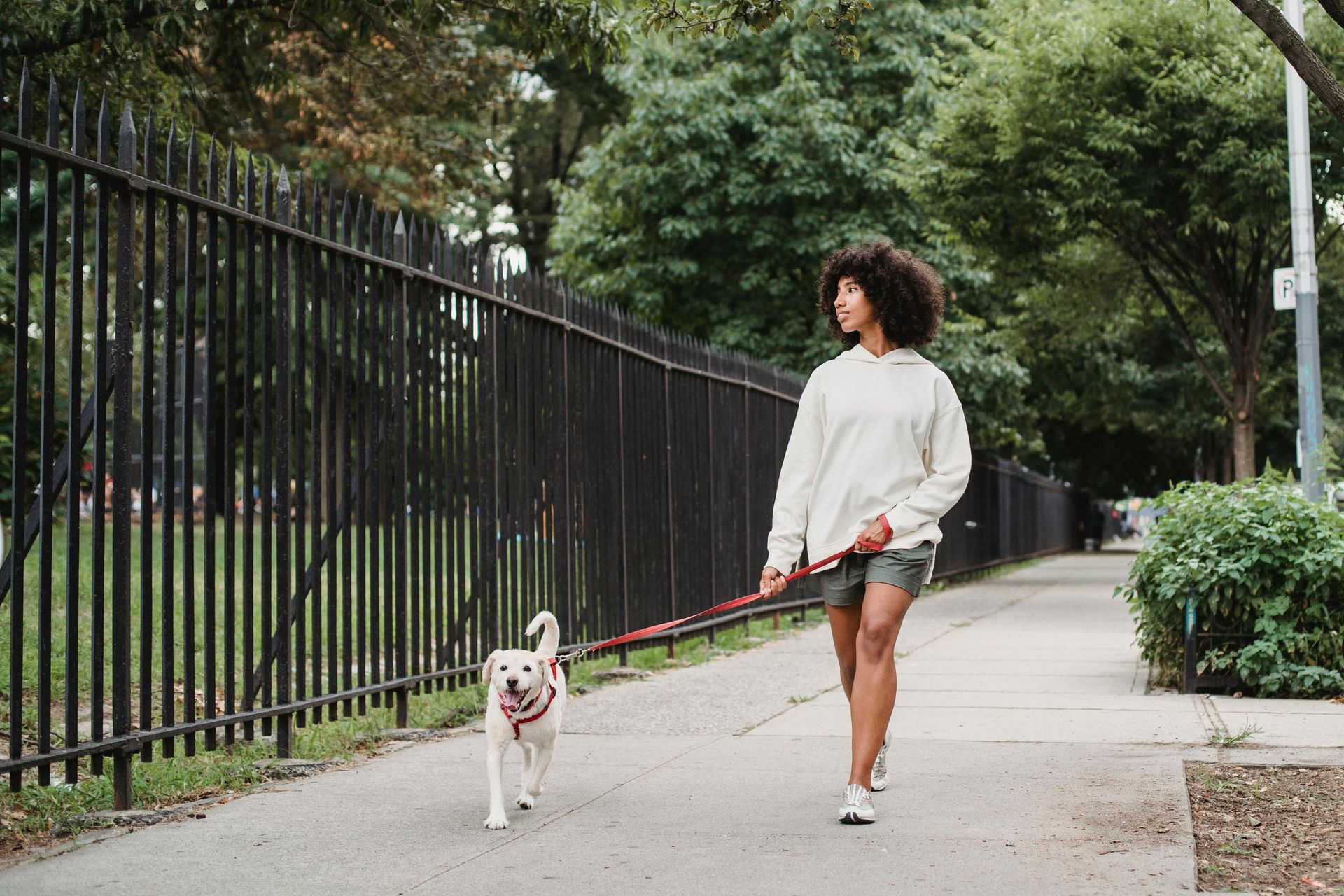 Professional dog walker Alexandria VA