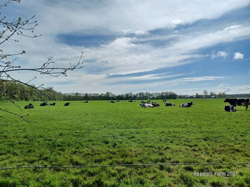 Appelo's Farm — photo 3