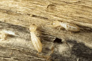 Termites before Pest Control in Bryan, TX