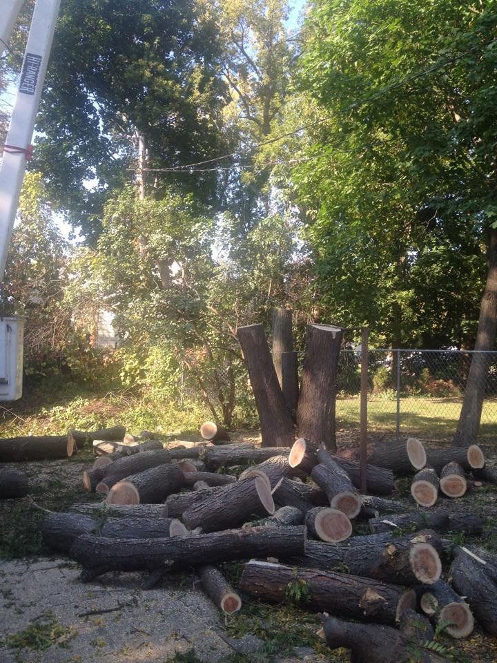 Cut Trees — Lake Geneva, WI — Eagle Eye Tree Service