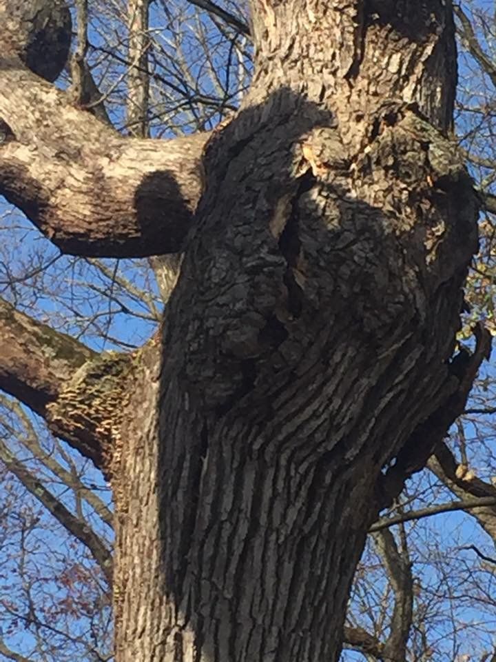 Oak Tree — Lake Geneva, WI — Eagle Eye Tree Service