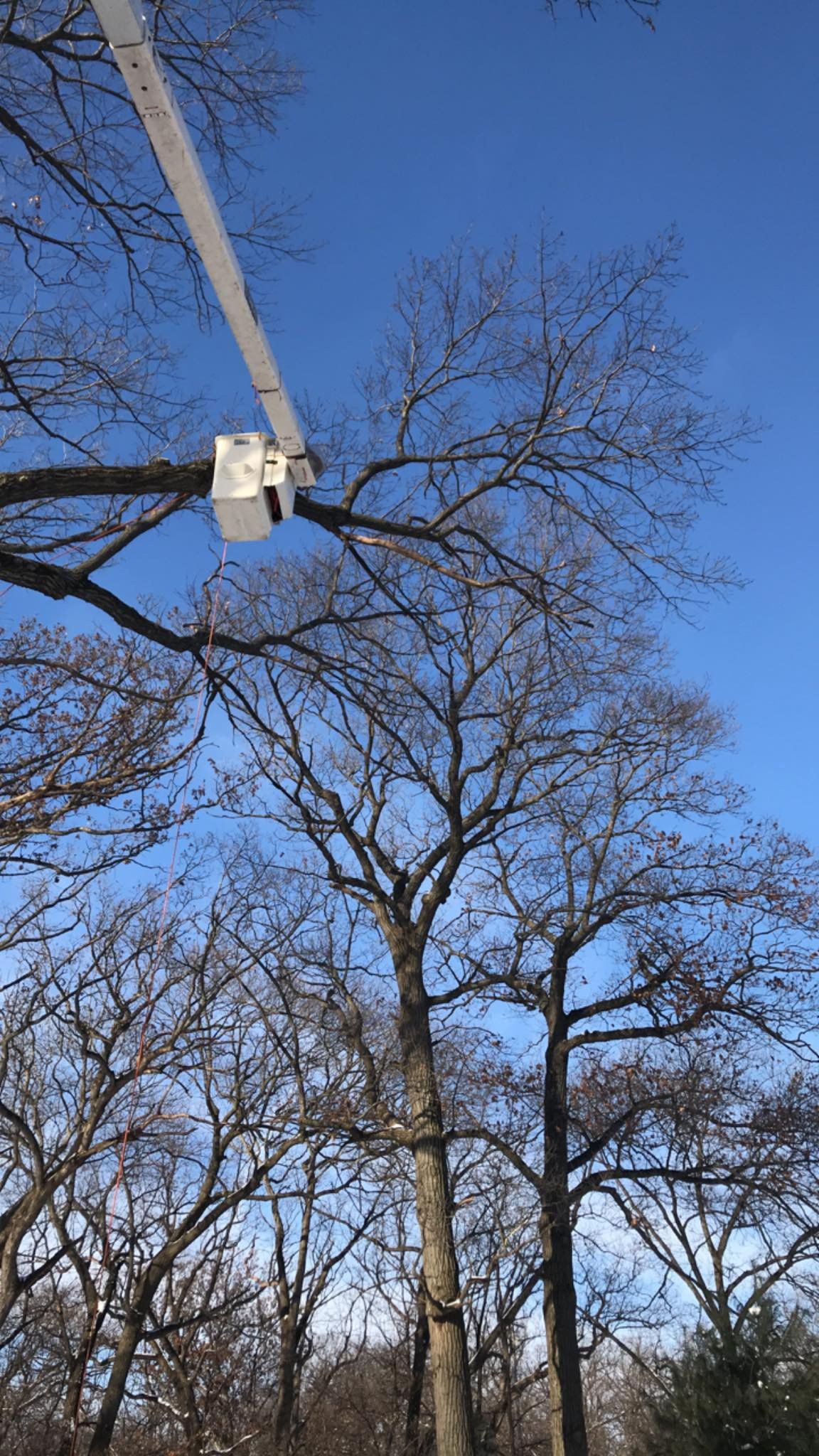 Tree and Stump Removal — Lake Geneva, WI — Eagle Eye Tree Service