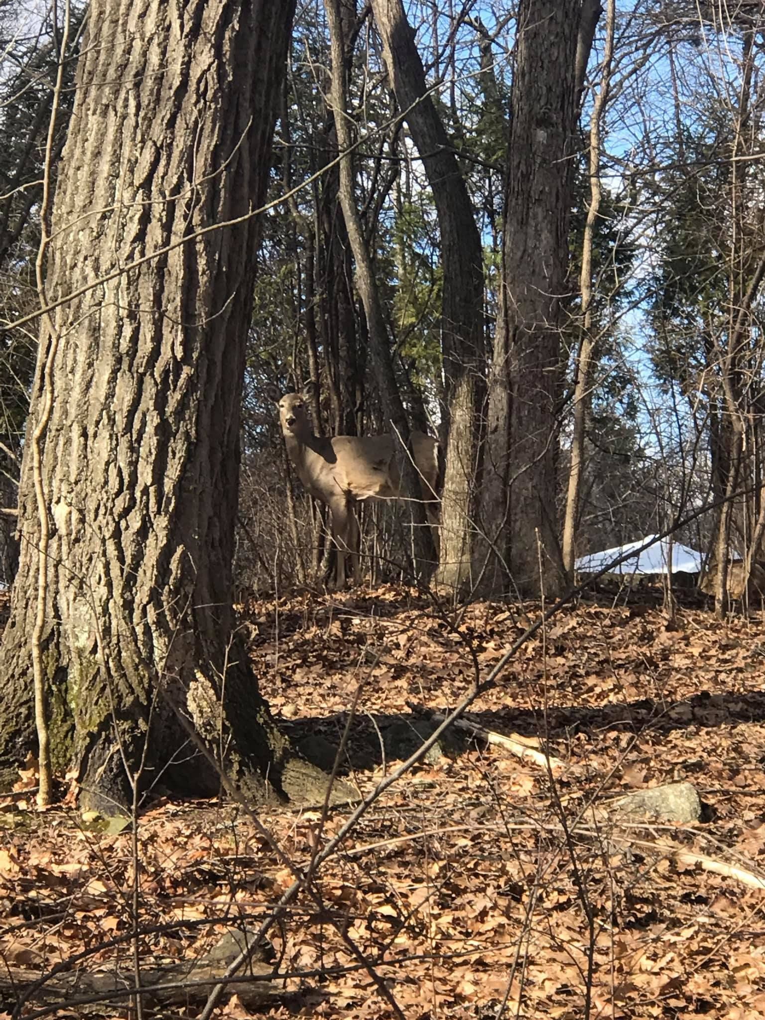 Northern Hardwood Forest — Lake Geneva, WI — Eagle Eye Tree Service