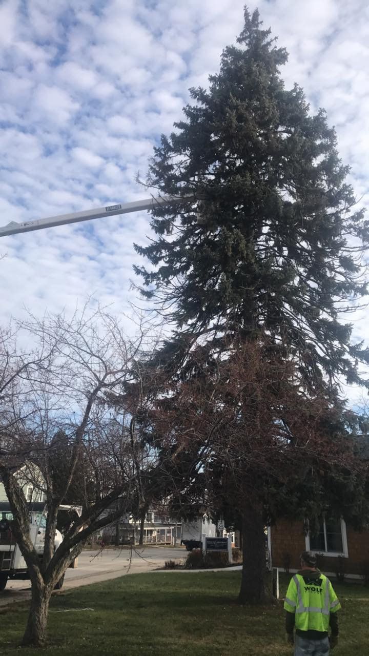 Pine Tree — Lake Geneva, WI — Eagle Eye Tree Service
