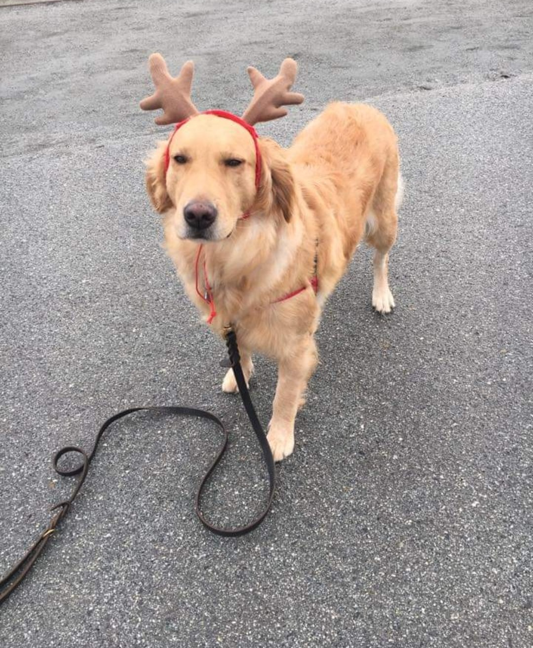 A dog wearing a reindeer headband is on a leash.