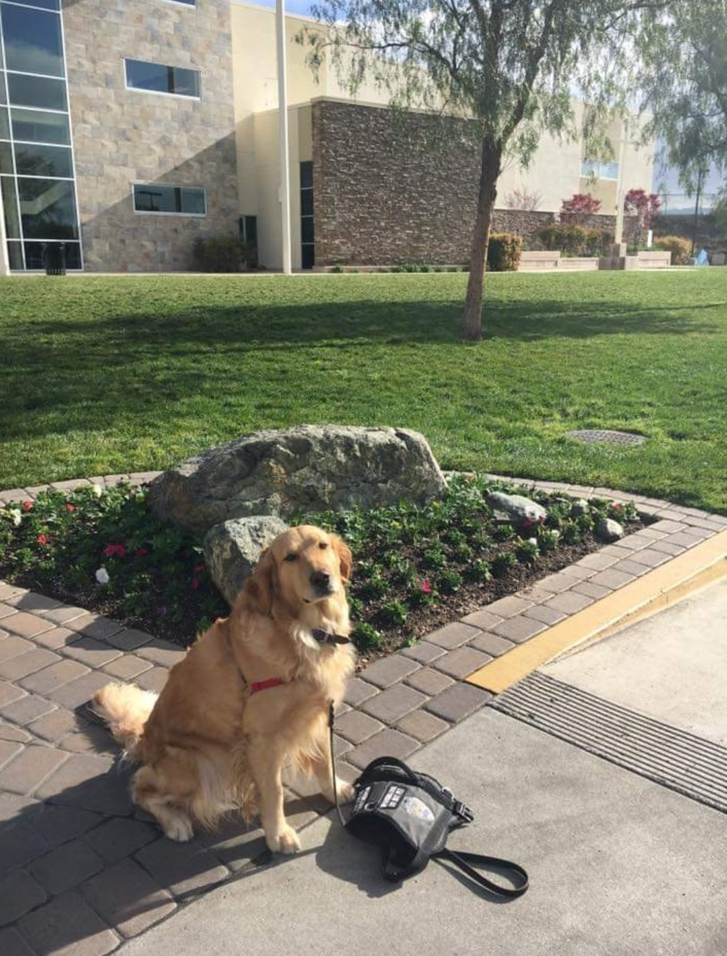 A dog is sitting on a sidewalk in front of a building