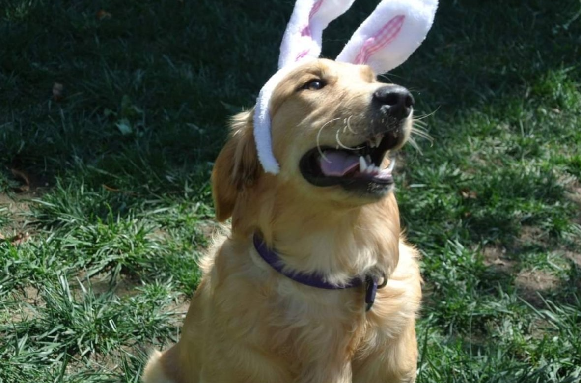 A dog wearing bunny ears is sitting in the grass