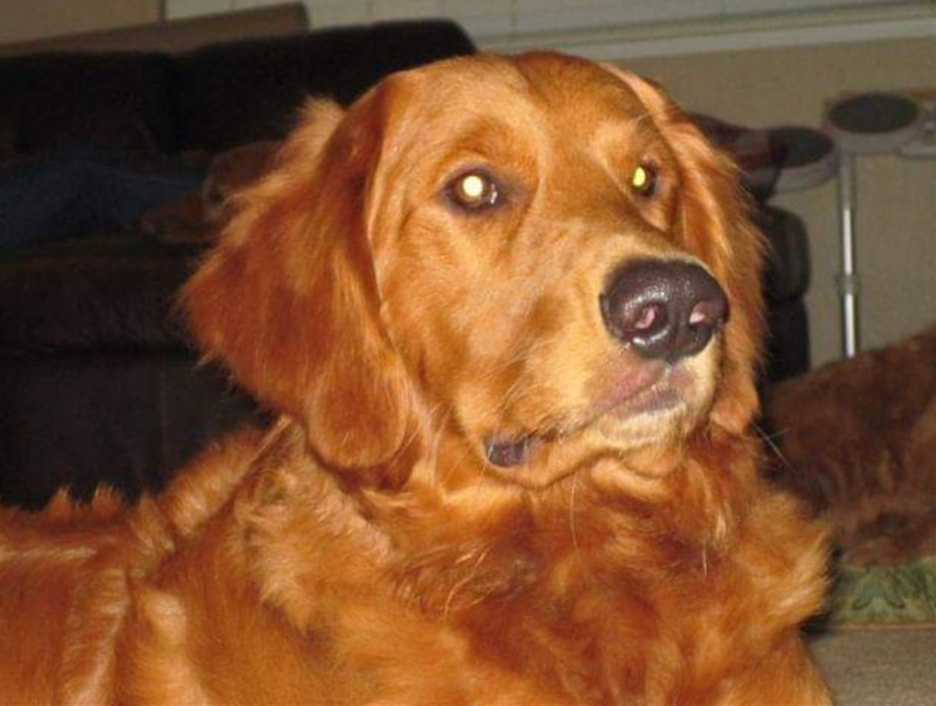 A close up of a brown dog laying on a couch