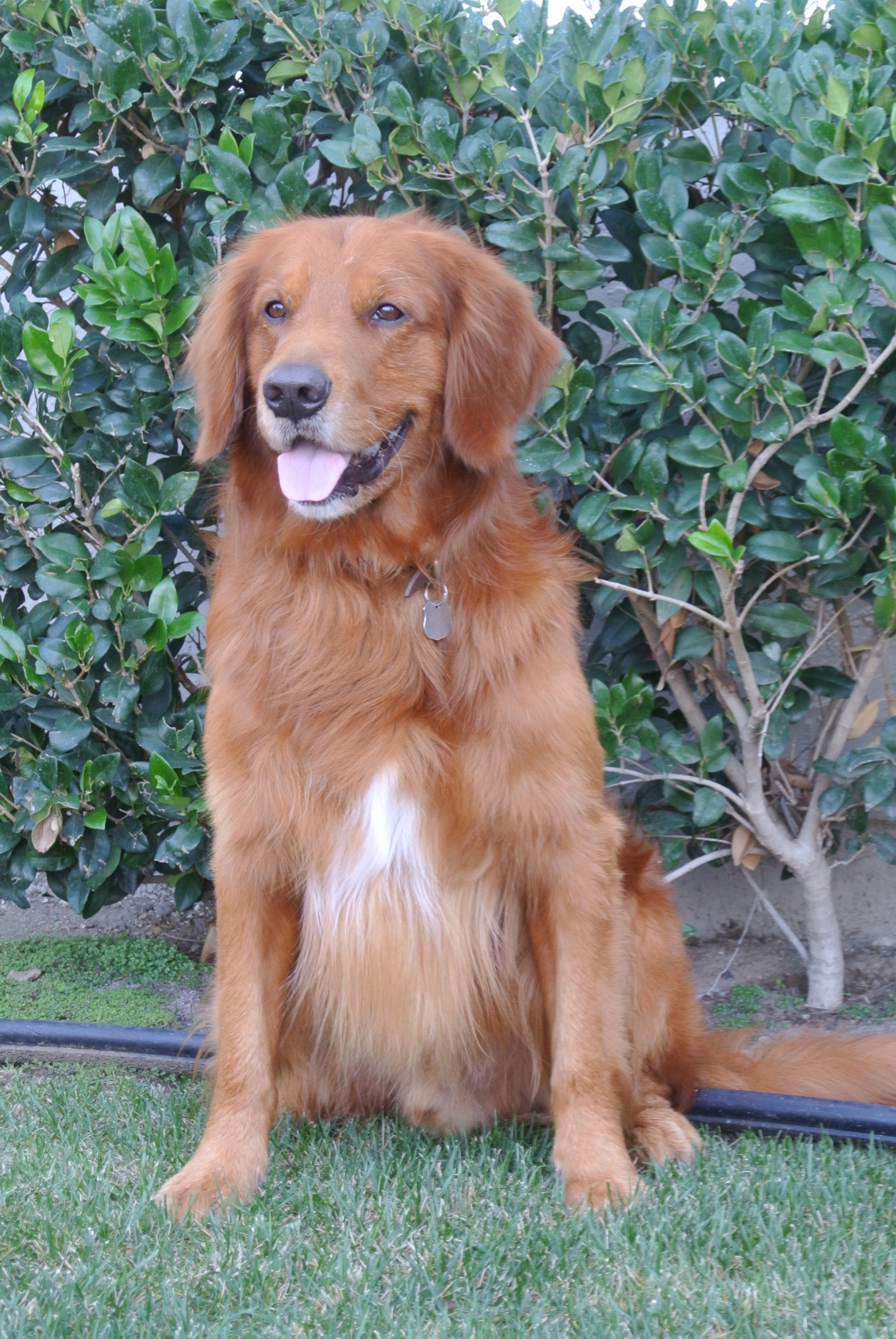 A brown dog is sitting on the grass in front of a bush.