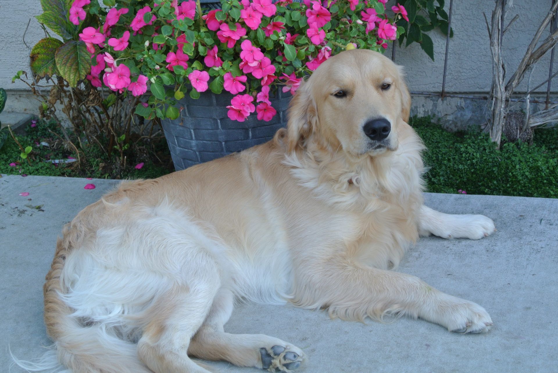 A dog is laying on the ground in front of a potted plant with pink flowers.