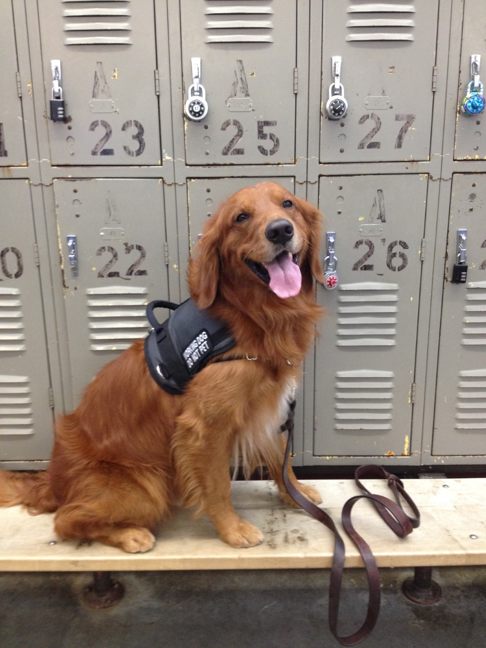 A dog is sitting on a bench in front of lockers numbered 23 25 27 and 28