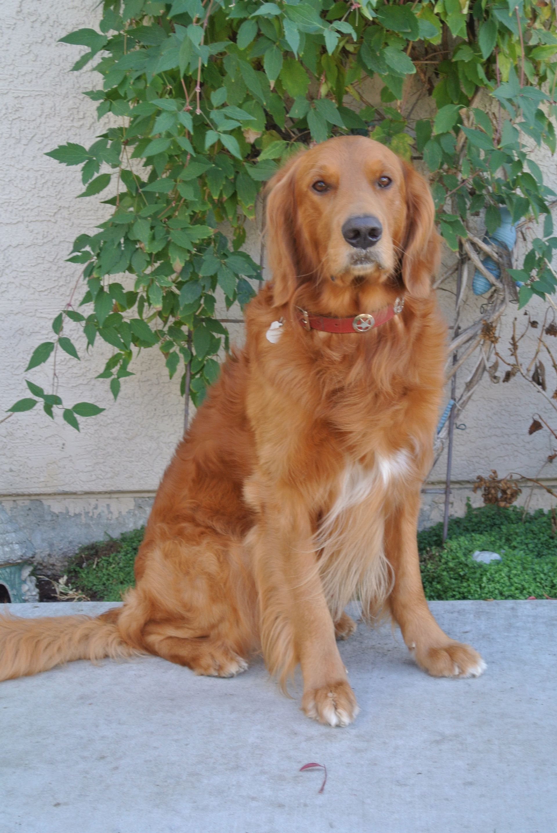 A brown dog is sitting on a sidewalk in front of a tree.