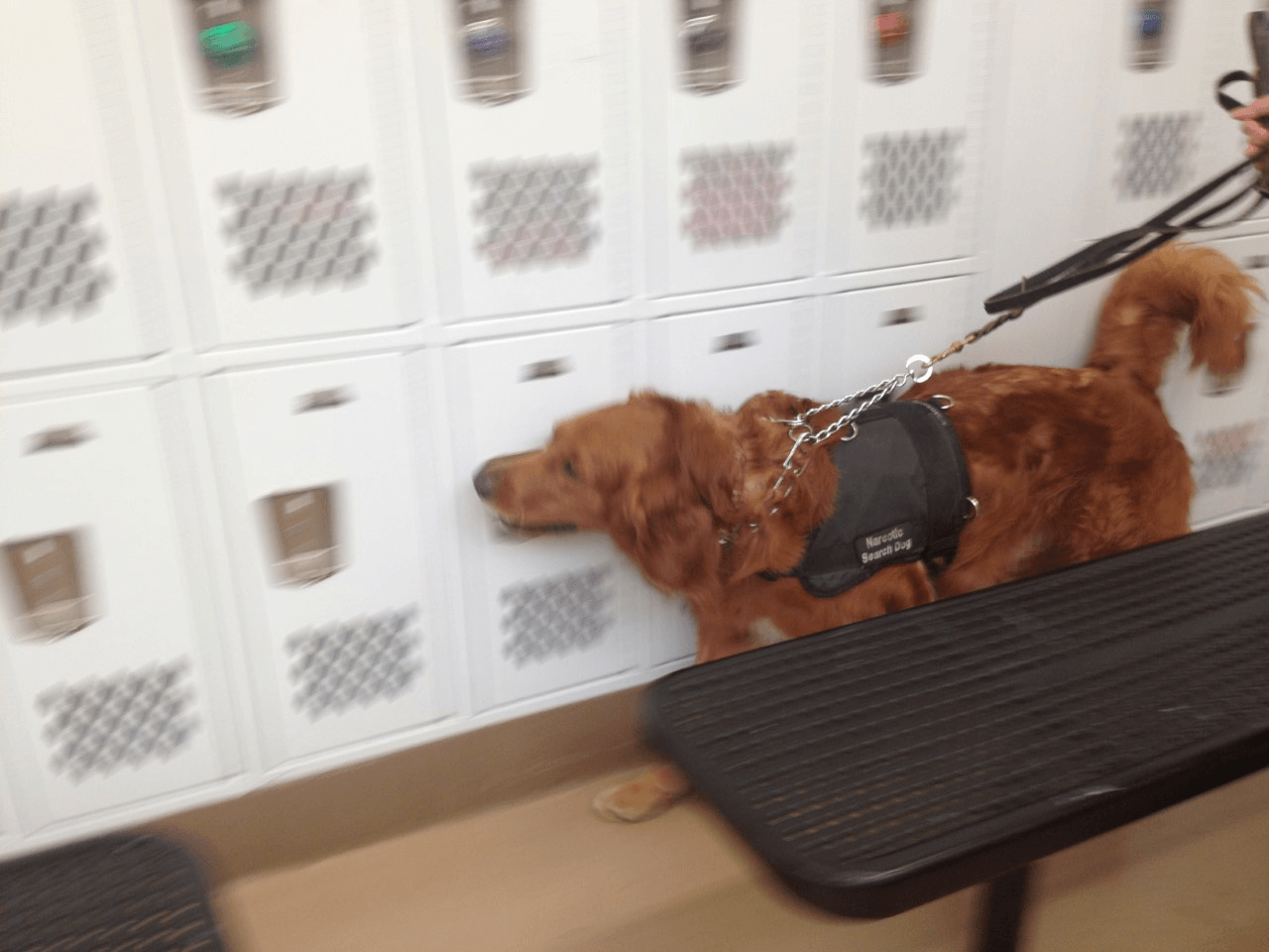 A dog on a leash is standing on a table in front of lockers