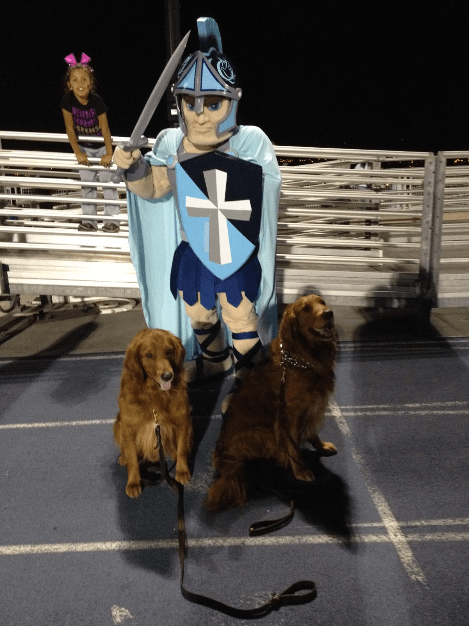 two golden retrievers