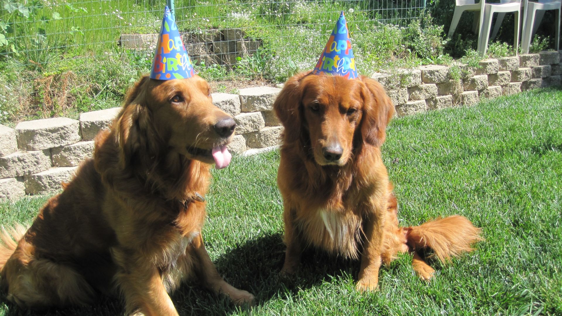 Two dogs wearing birthday hats are sitting in the grass