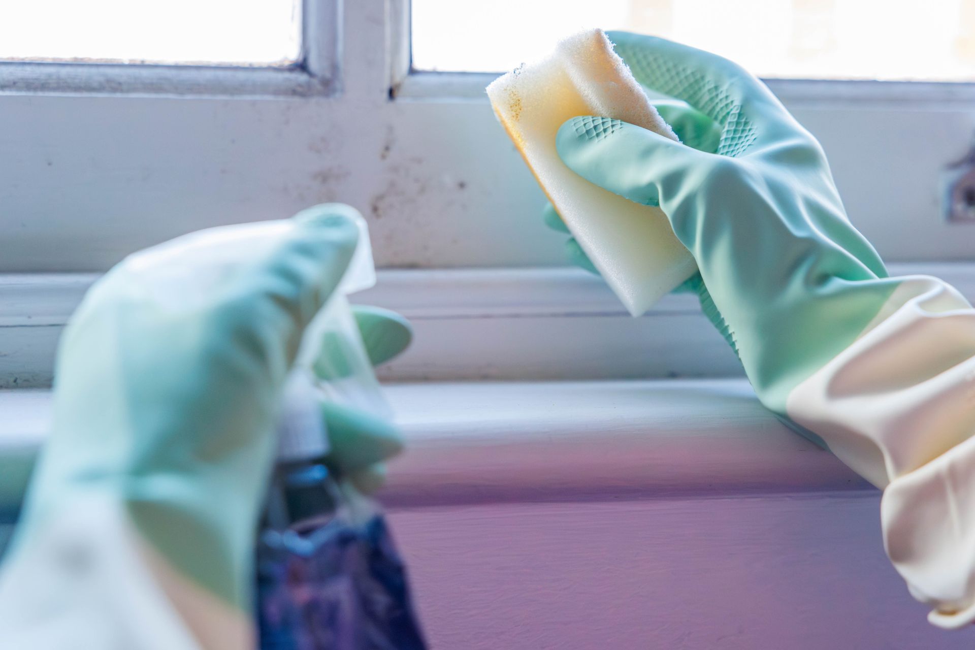 Woman's hands cleaning mold off a wooden window frame with a sponge and detergent.
