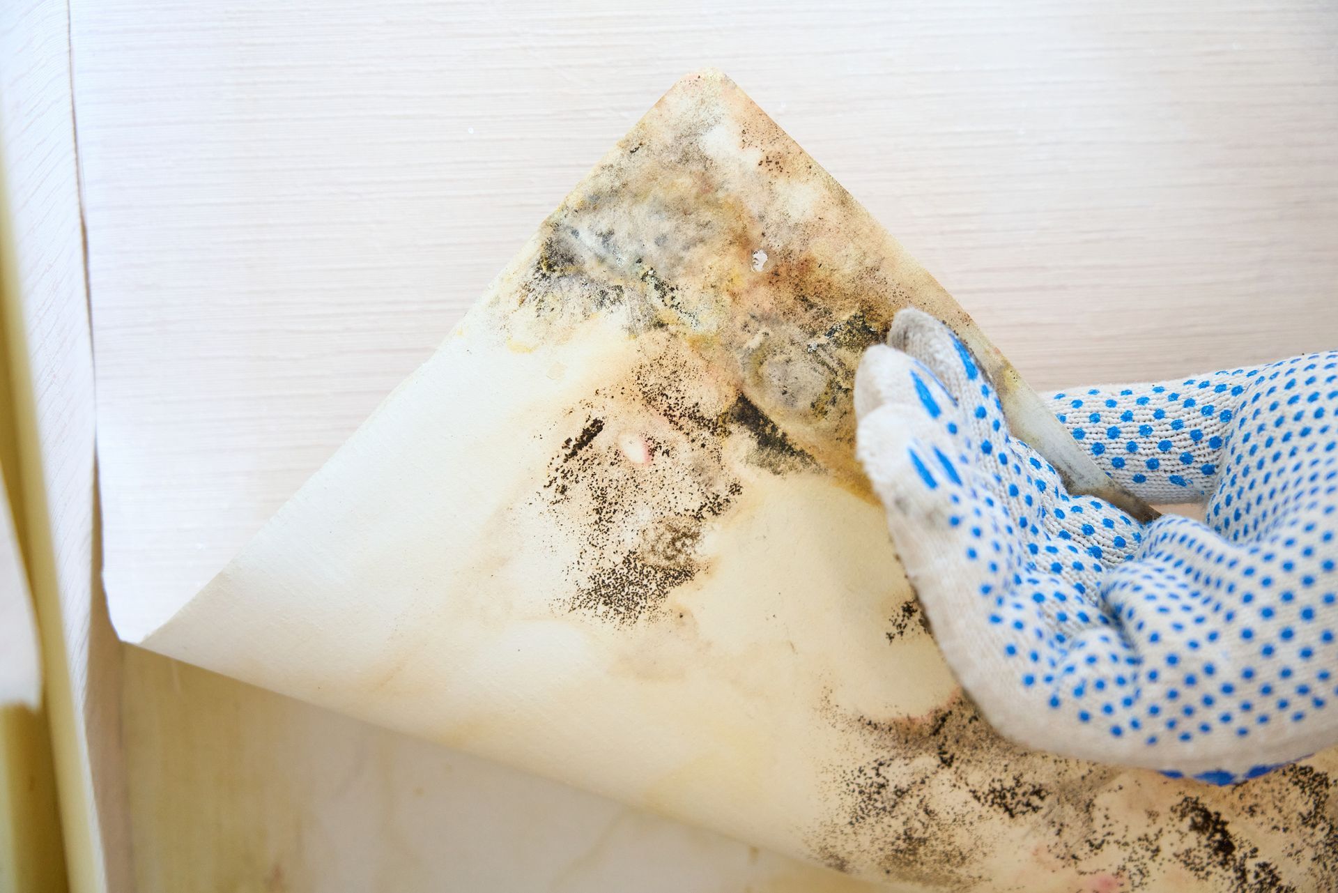 Peeling wallpaper revealing black mold.