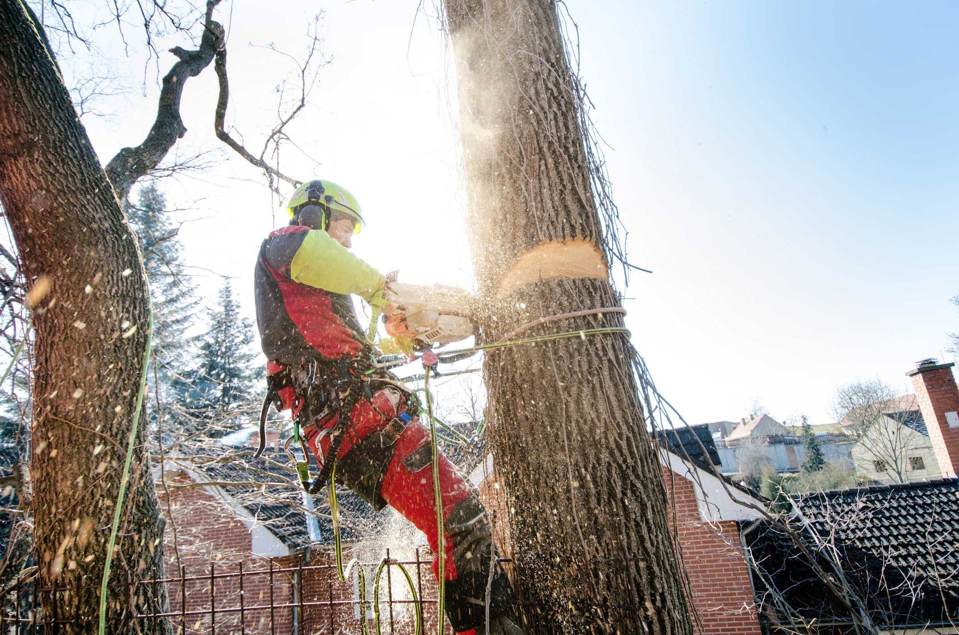 Man Cutting a Big Tree — Santa Clarita, CA — TSL Tree Service & Landscaping