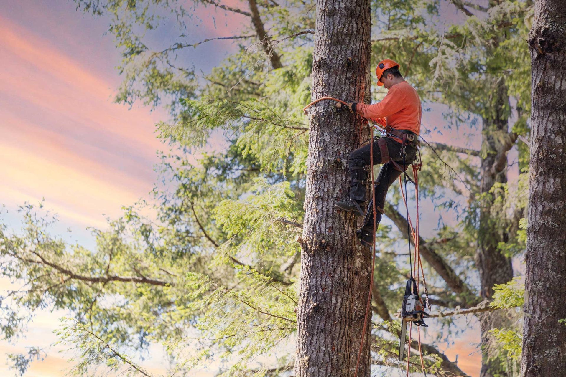 Man Climbing a Tree — Santa Clarita, CA — TSL Tree Service & Landscaping