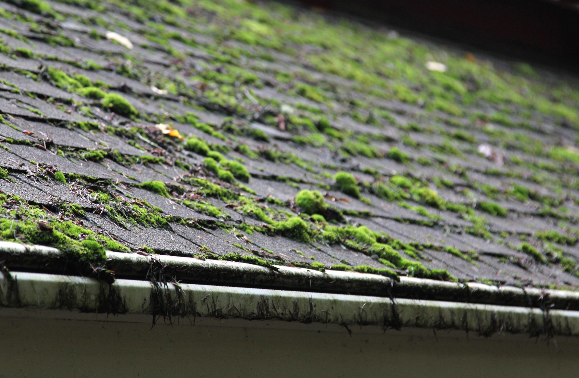 A close up of a roof with moss growing on it.